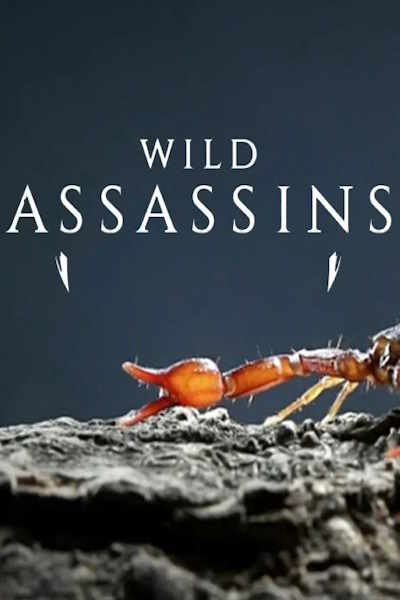 Wild Assassins - Season 2